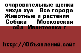 очаровательные щенки чихуа-хуа - Все города Животные и растения » Собаки   . Московская обл.,Ивантеевка г.